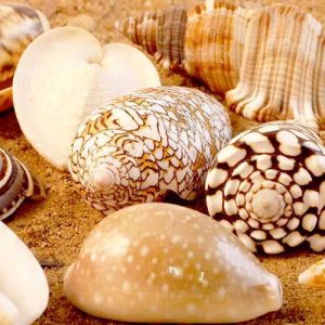 Exotic Sea Shells
