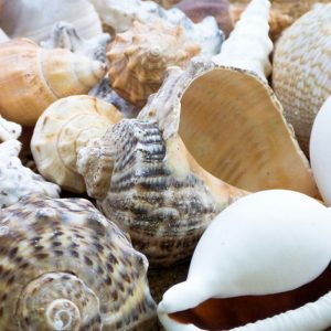 Large Shells