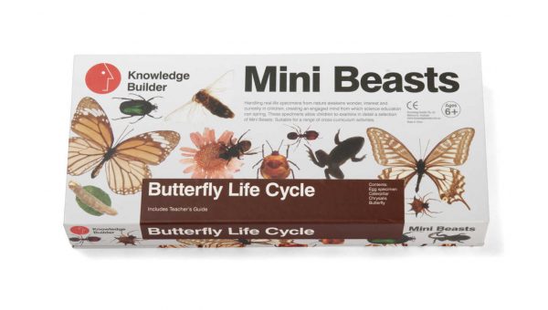 Mini Beasts Butterfly Life Cycle