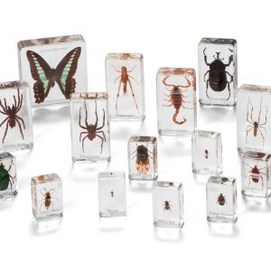 Mini Beasts Insects and Spiders (Large Set)