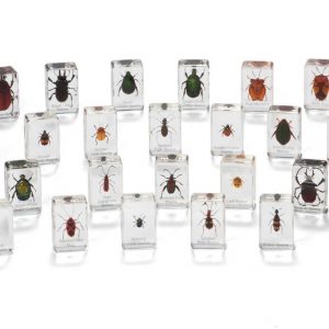 Mini Beasts Beetles and Bugs (Large Set)