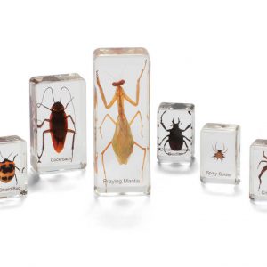Mini Beasts Insects and Spiders (Small Set)