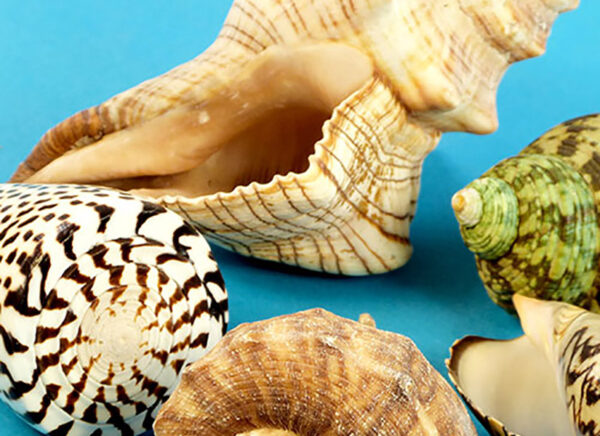 Giant Shells