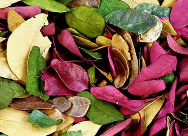 Dried Coloured Leaves (50G)